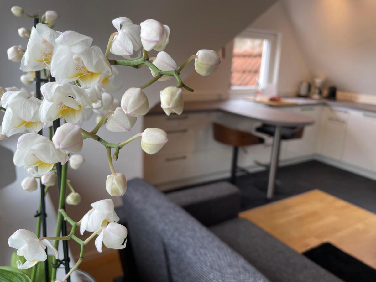 Boutique Mit Gartensauna, Naehe Europapark Und Strassburg 