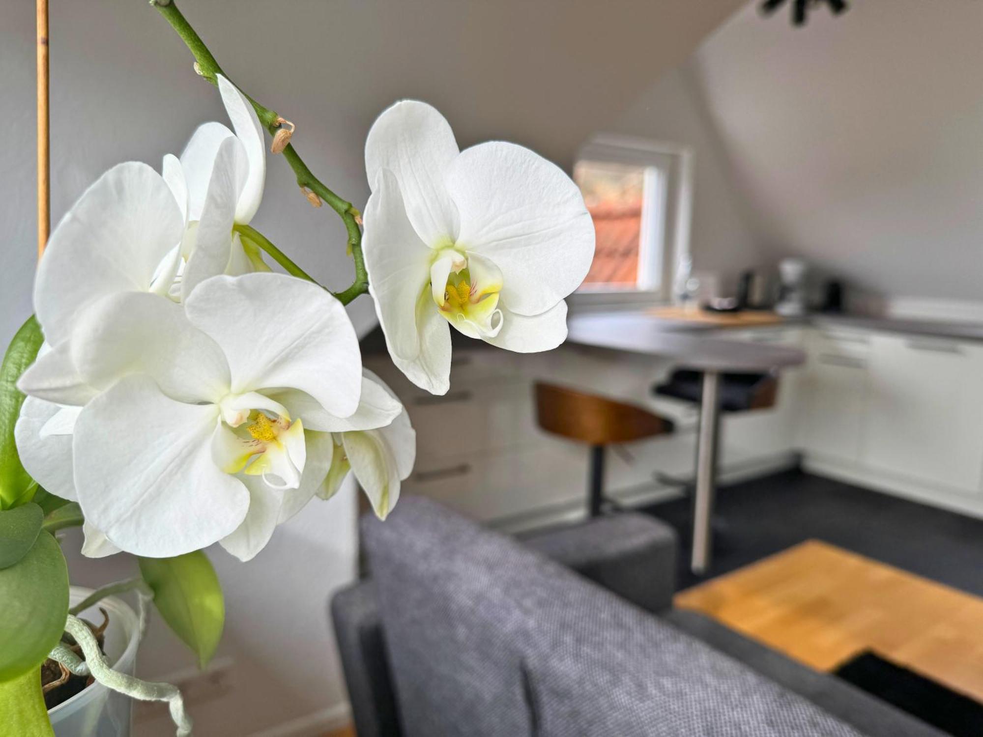 Boutique Mit Gartensauna, Naehe Europapark Und Strassburg 